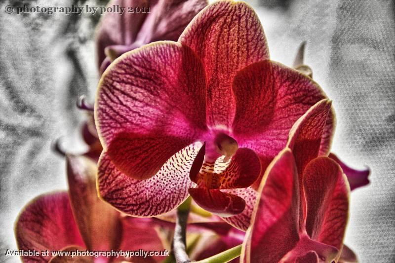 Orchid Glow