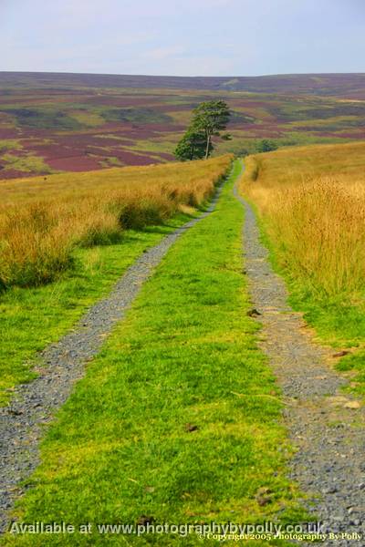 Moorland Path