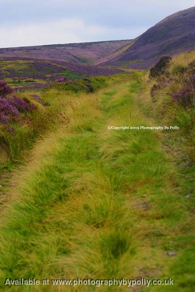 Purple Valley Path 