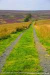 Moorland Path
