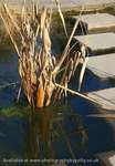 Reed Reflection