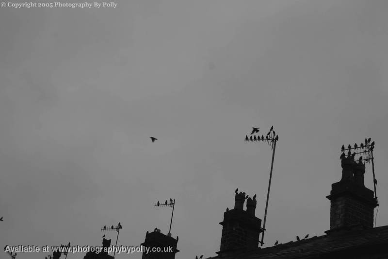 Starlings Roof