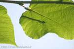 Leaf Lurker