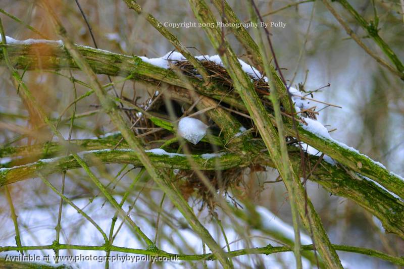 Snow Nest