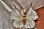 Cloth Moth