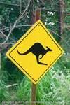 Kangaroos Crossing