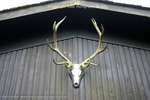 Stag Shed